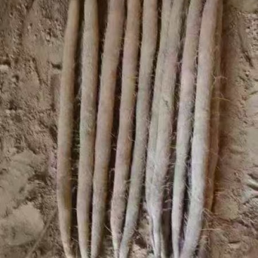山药大量上市中，质优价美，一路，二路，三路，货优价美