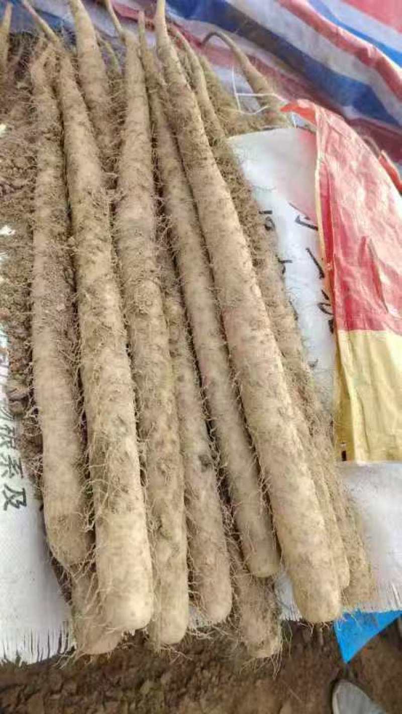 山药大量上市中，质优价美，一路，二路，三路，货优价美