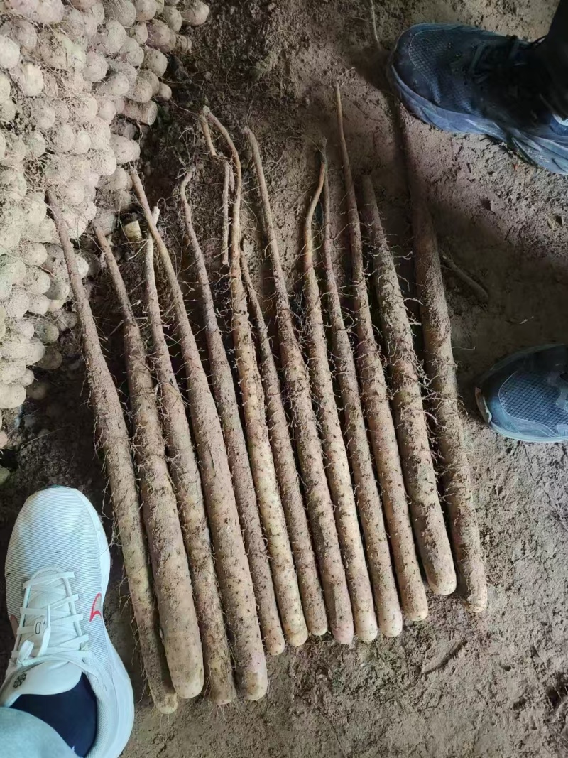 山药大量上市中，质优价美，一路，二路，三路，货优价美