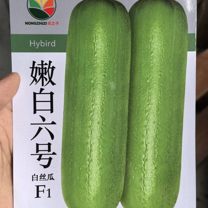 丝瓜种子嫩白六号早熟强雌绿白色亮顺直硬度好品质优高产