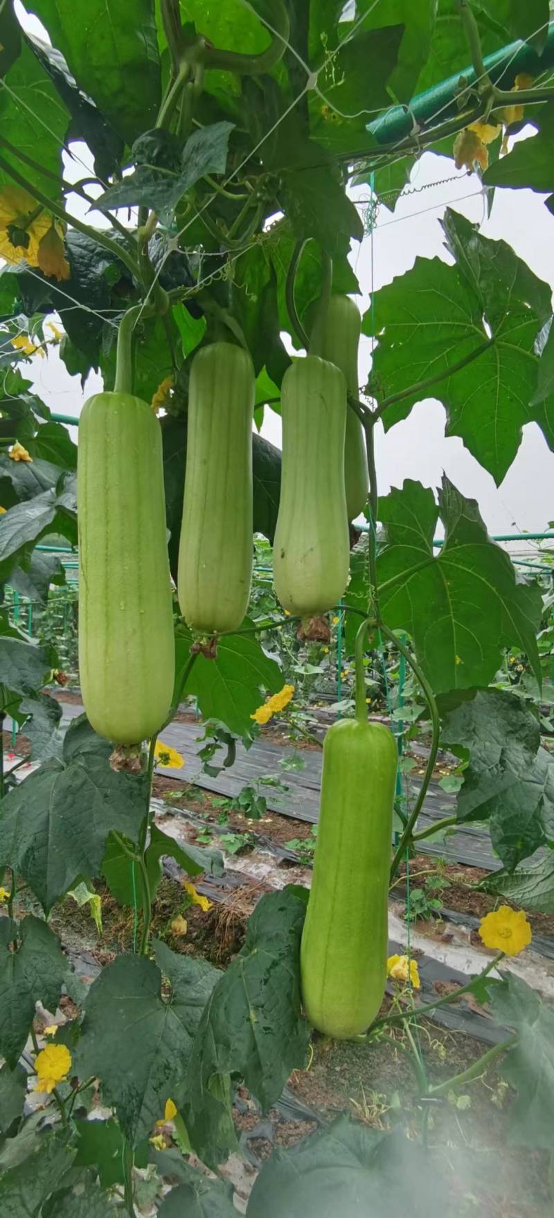 丝瓜种子嫩白六号早熟强雌绿白色亮顺直硬度好品质优高产