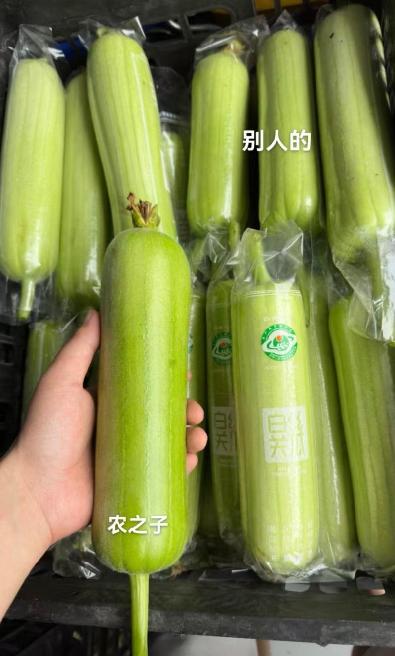 丝瓜种子嫩白六号早熟强雌绿白色亮顺直硬度好品质优高产