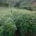 高度60厘米枫香袋苗