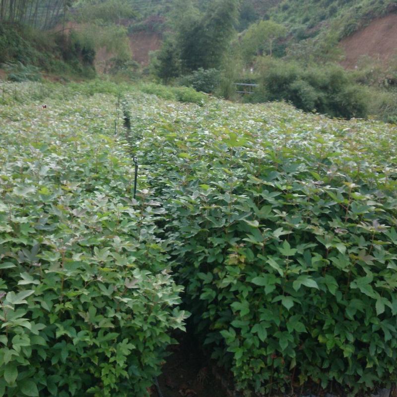 高度60厘米枫香袋苗