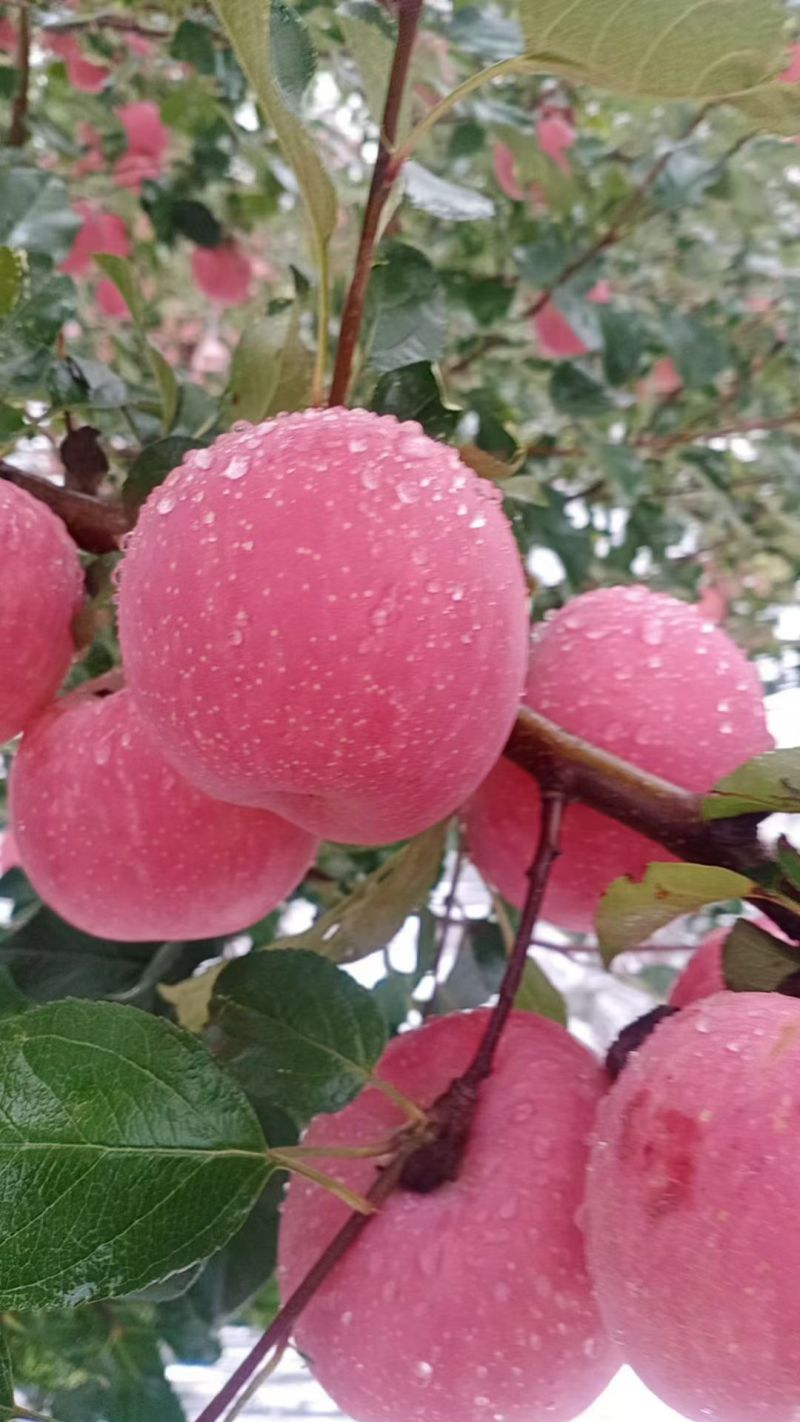 庆阳红富士苹果