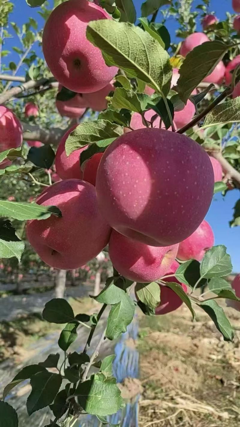 庆阳红富士苹果