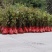 高度60厘米枫香袋苗