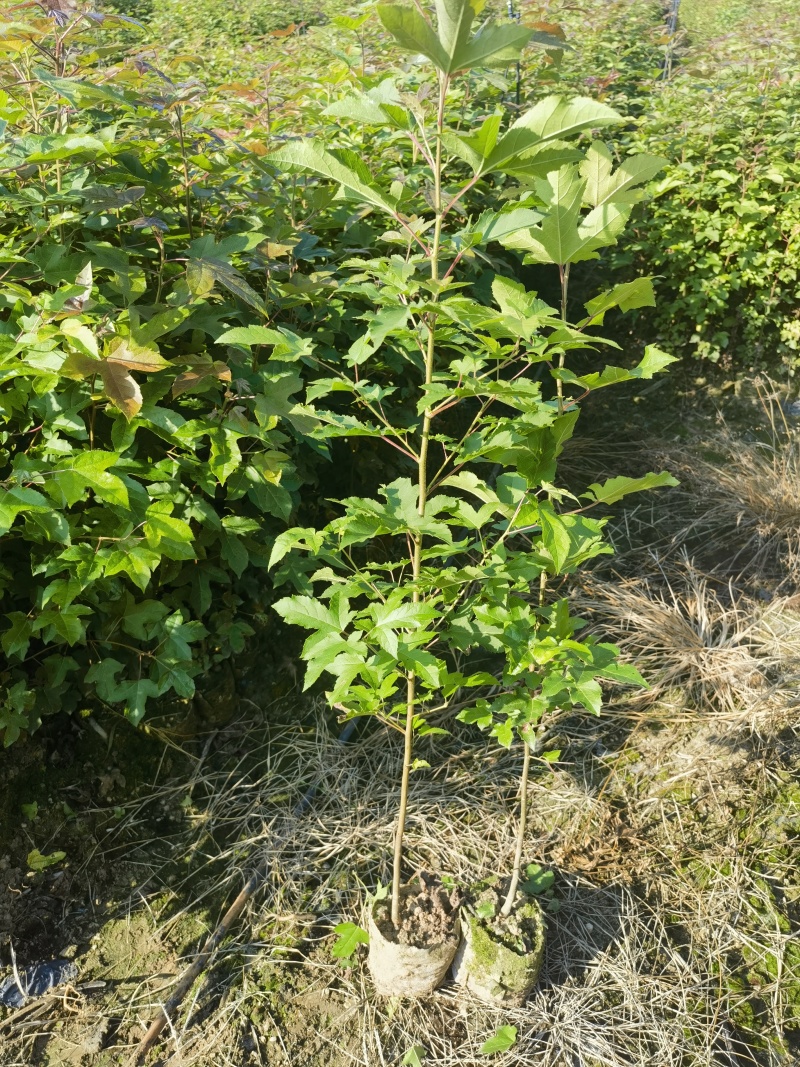 高度60厘米枫香袋苗