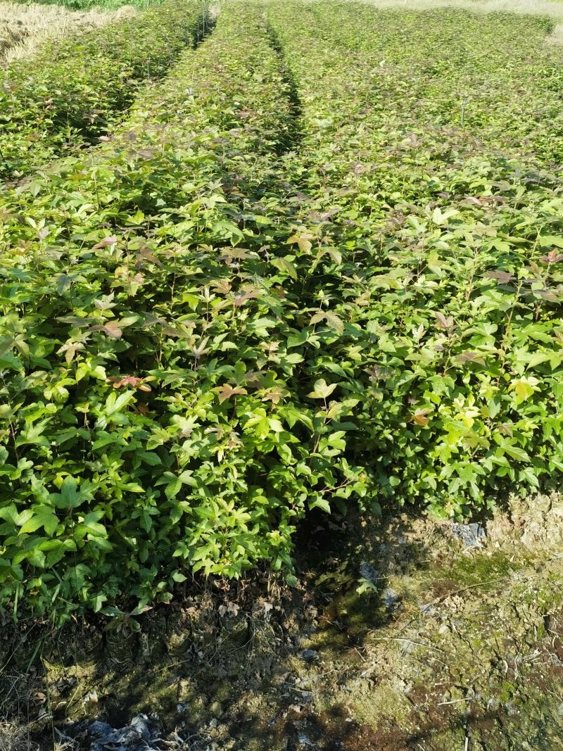 高度60厘米枫香袋苗
