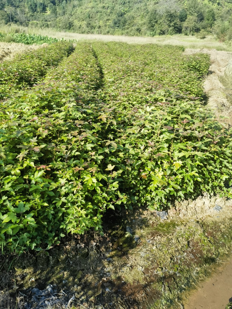 高度60厘米枫香袋苗