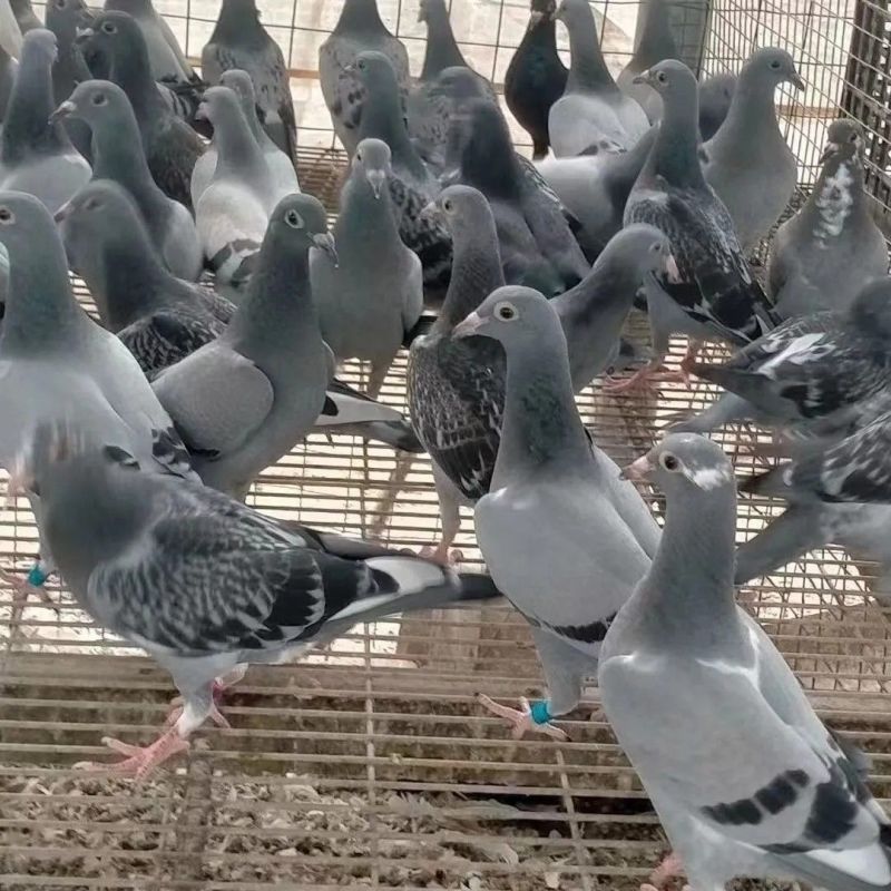 电商代发。鸽子活体。白条