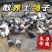 电商代发。鸽子活体。白条