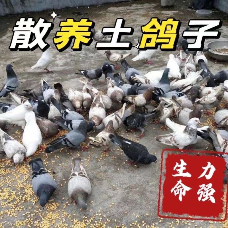 电商代发。鸽子活体。白条