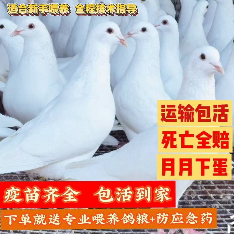 电商代发。鸽子活体。白条
