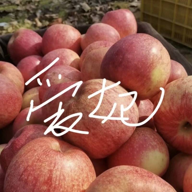 烟台爱妃苹果