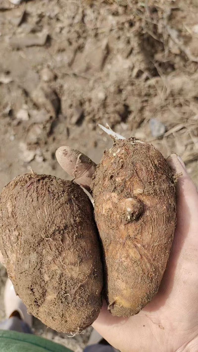 凤城老品种芋头