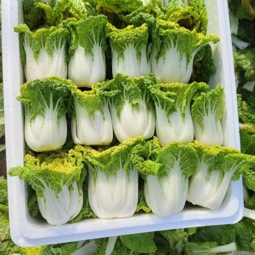 【有好货】基地直供精品黄心菜一手货量大从优