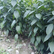 中药材杜仲苗苗木种苗广元苍溪种植基地直供欢迎电话洽谈