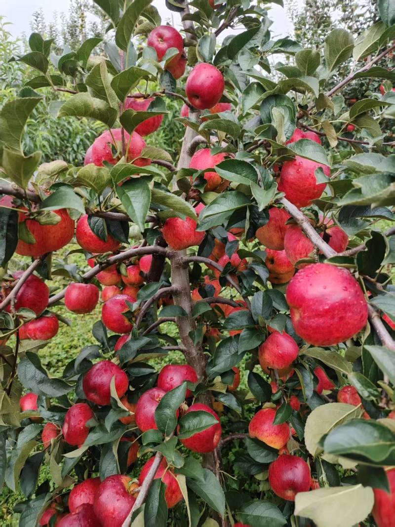 黑苹果糖心苹果优选品种优胜者，适合云南贵州四川高海拔种植