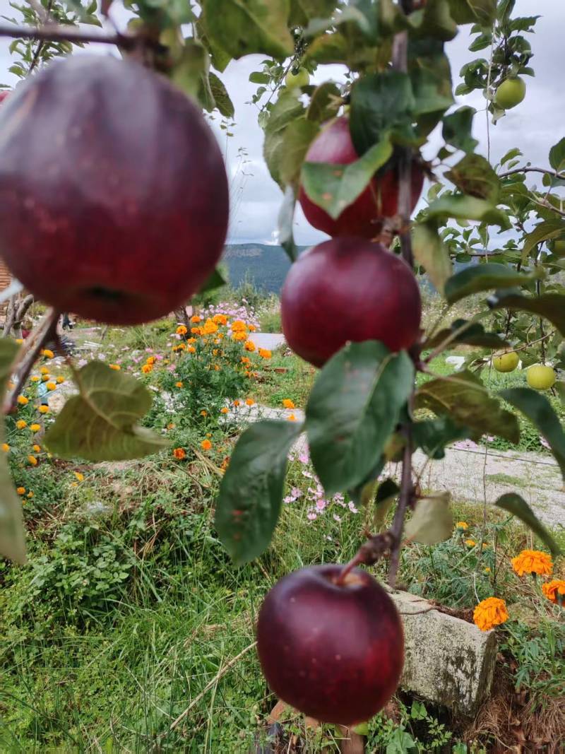 黑苹果糖心苹果优选品种优胜者，适合云南贵州四川高海拔种植
