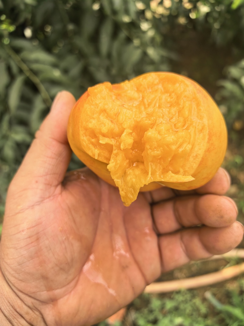 晚熟油蟠桃苗，个大，果面干净，SH肉质，糖度高桃味浓郁