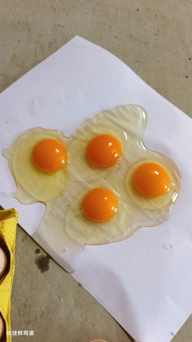鲜鸡蛋批发红蛋粉蛋可送货上门压货款到付包运费