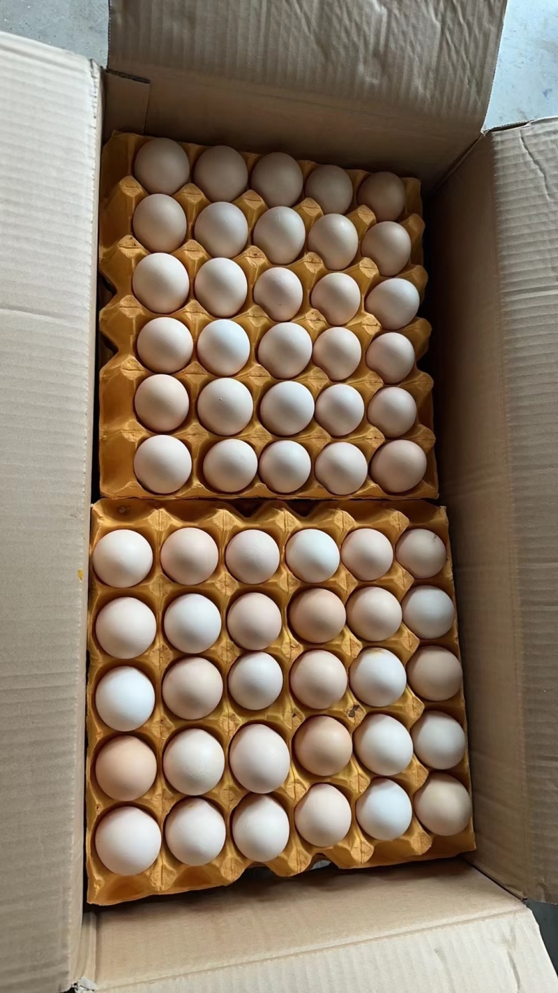 鲜鸡蛋批发红蛋粉蛋可送货上门压货款到付包运费