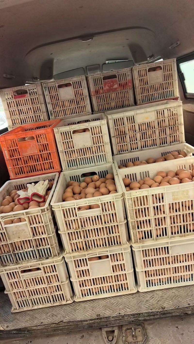 鲜鸡蛋批发红蛋粉蛋可送货上门压货款到付包运费