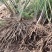 芦笋苗芦笋根青笋白笋芦笋种金蟾种植大田盆栽基地直发