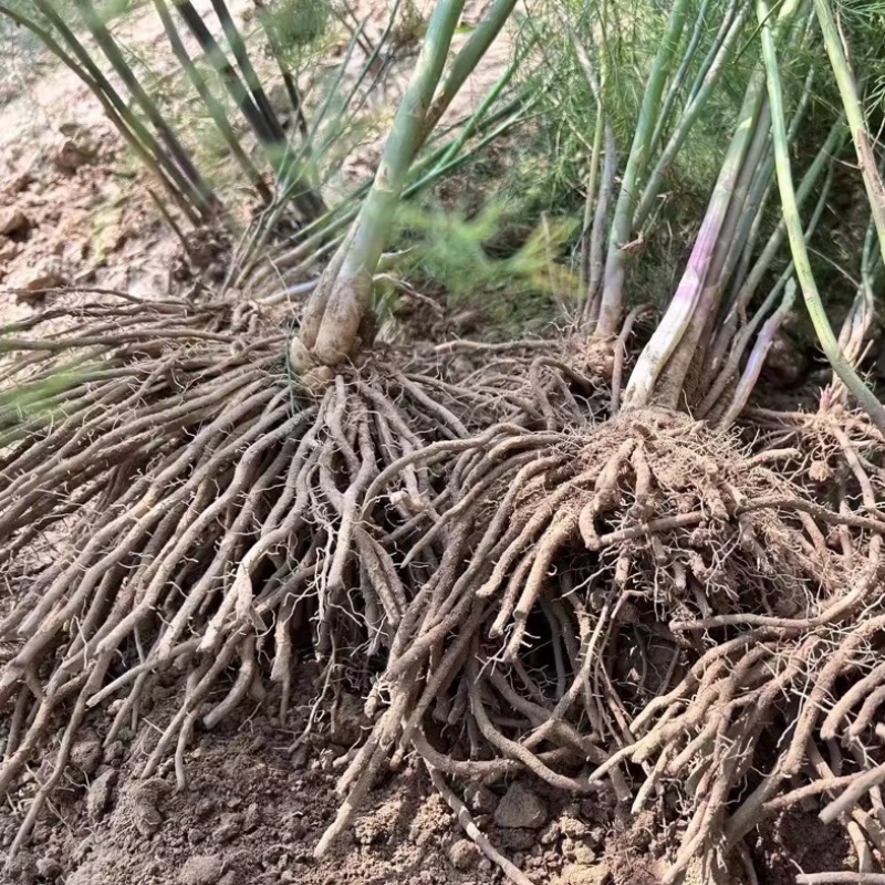 芦笋苗芦笋根青笋白笋芦笋种金蟾种植大田盆栽基地直发