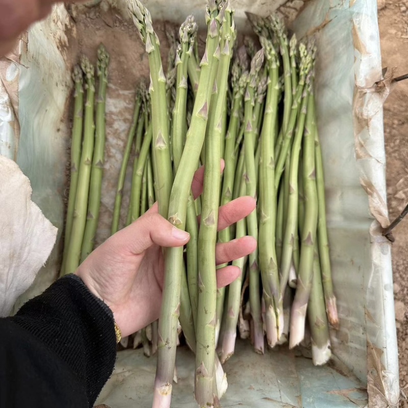 芦笋苗芦笋根青笋白笋芦笋种金蟾种植大田盆栽基地直发