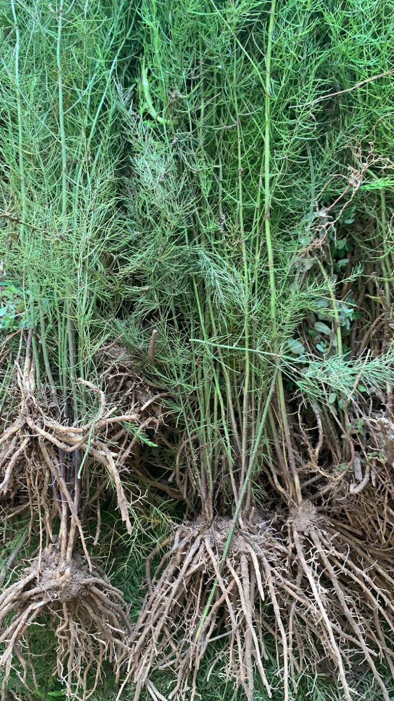 芦笋苗芦笋根青笋白笋芦笋种金蟾种植大田盆栽基地直发