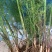 芦笋苗芦笋根青笋白笋芦笋种金蟾种植大田盆栽基地直发
