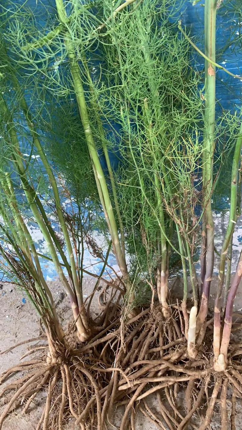 芦笋苗芦笋根青笋白笋芦笋种金蟾种植大田盆栽基地直发