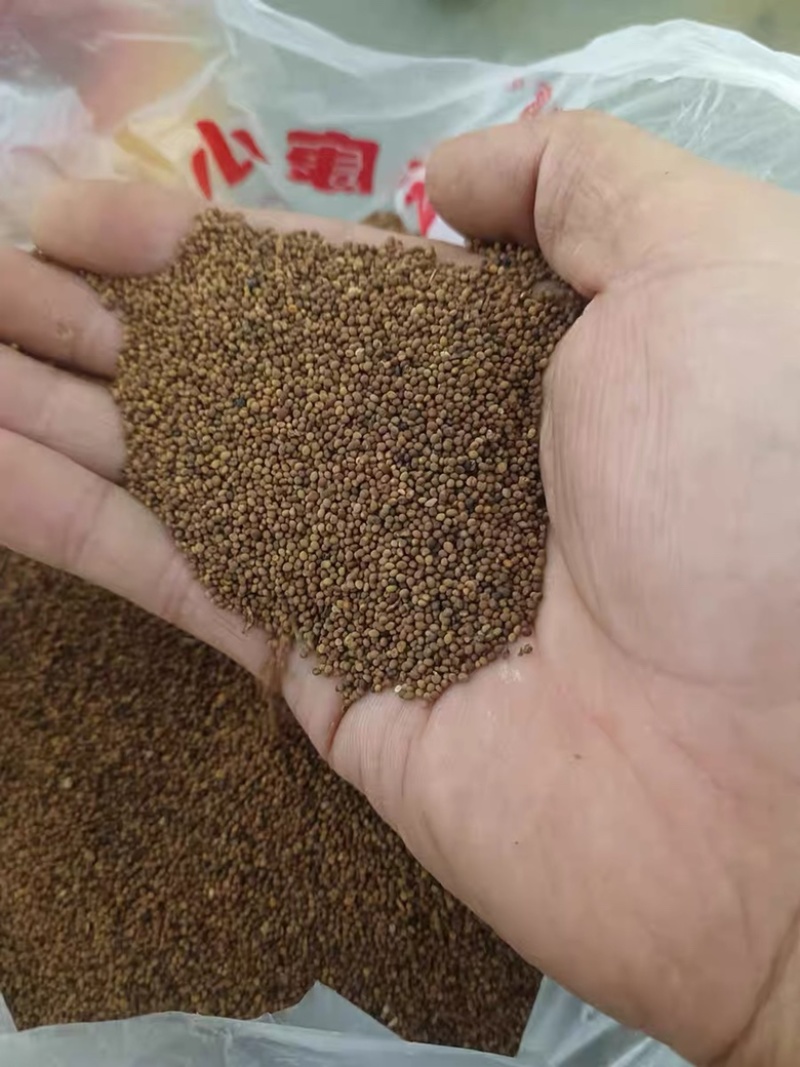 菟丝子内蒙野生水洗菟丝子兔丝子中药材批发泡酒泡水