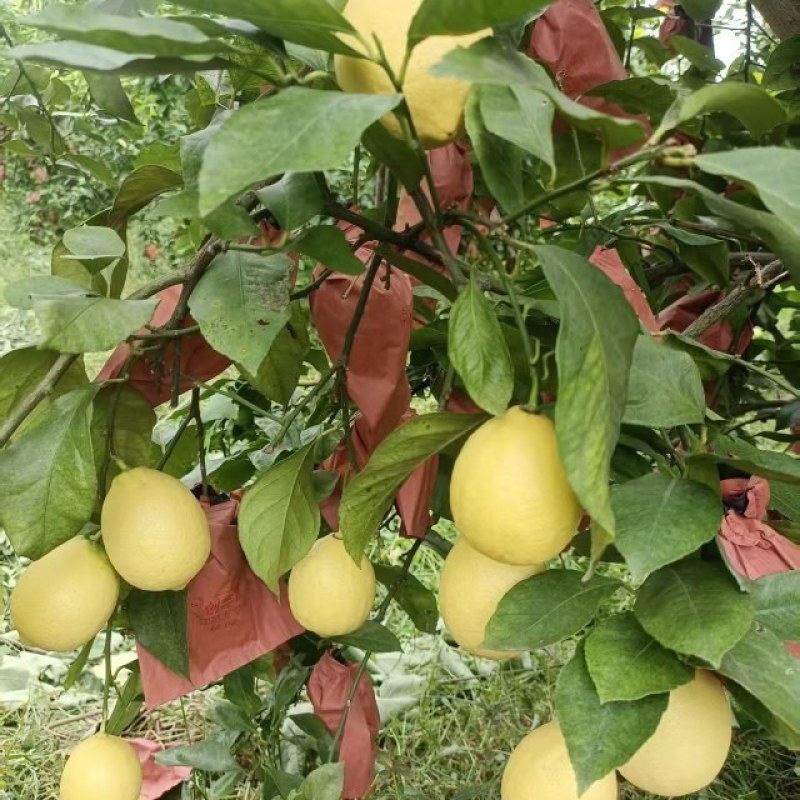柠檬