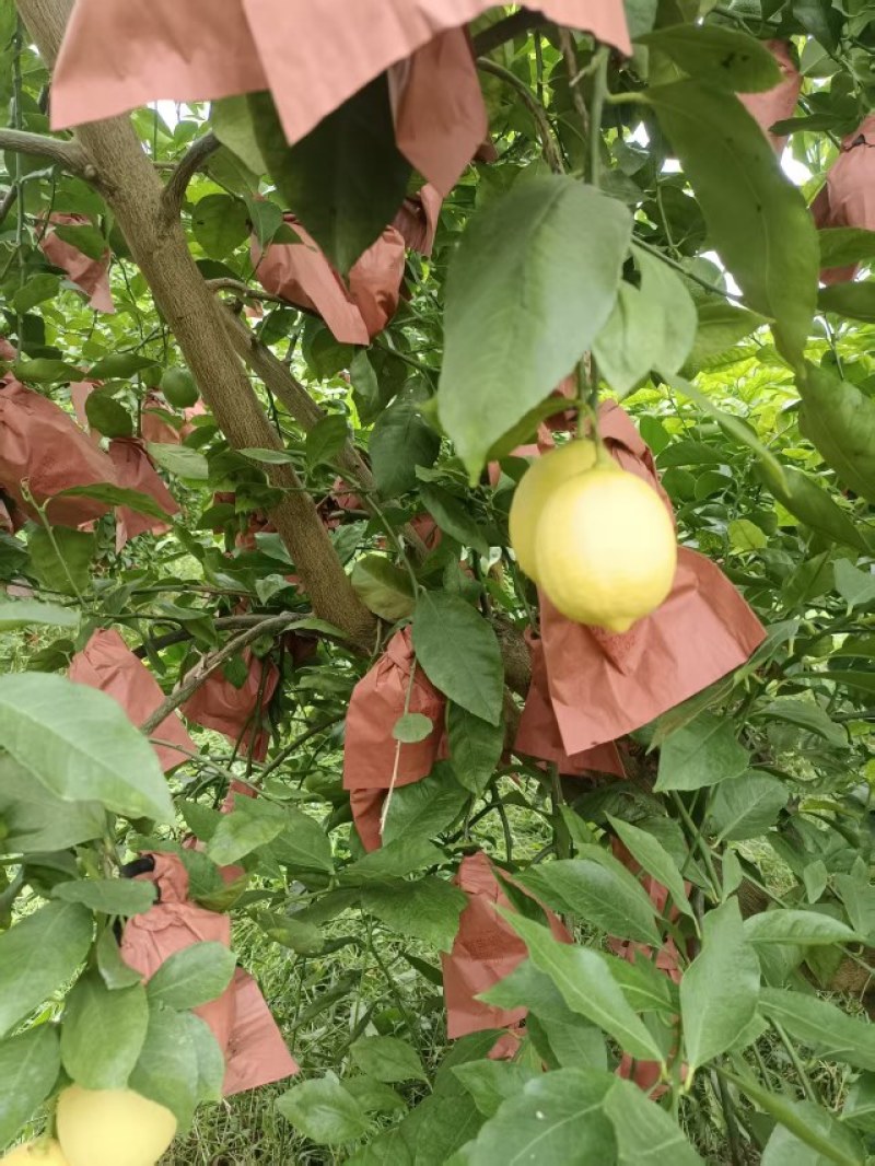 柠檬