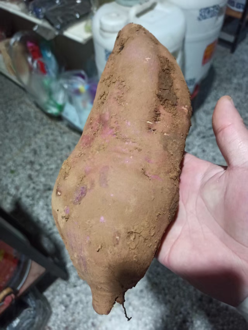 山东枣庄18红薯