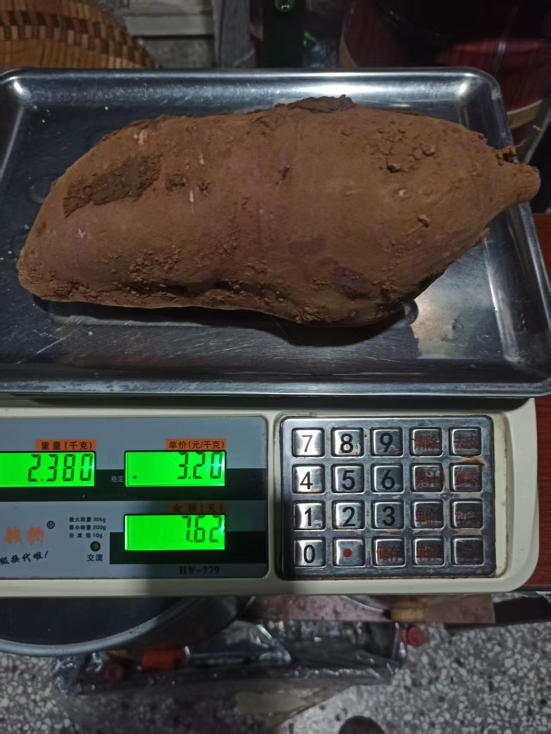 山东枣庄18红薯