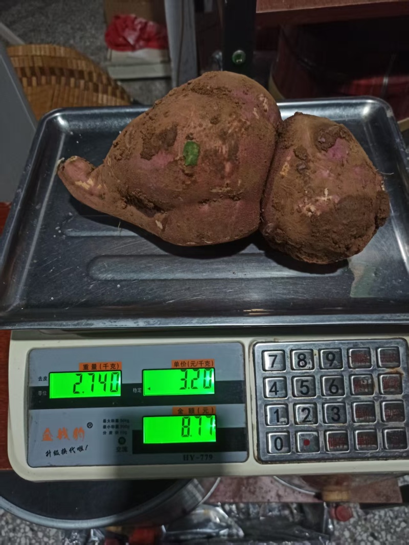 山东枣庄18红薯