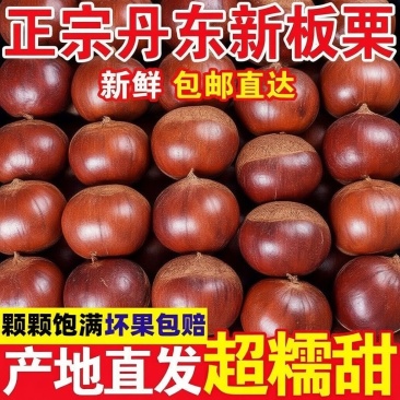 (电商**)新鲜丹东板栗一件代发