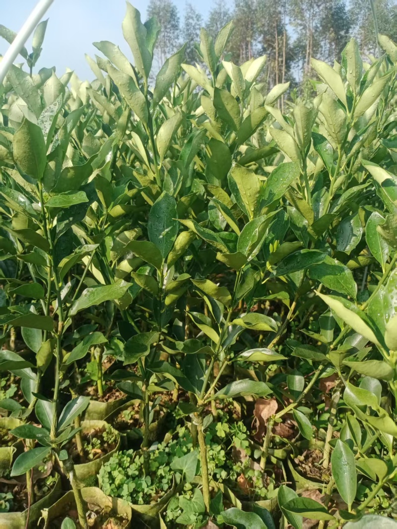 脆蜜金桔苗