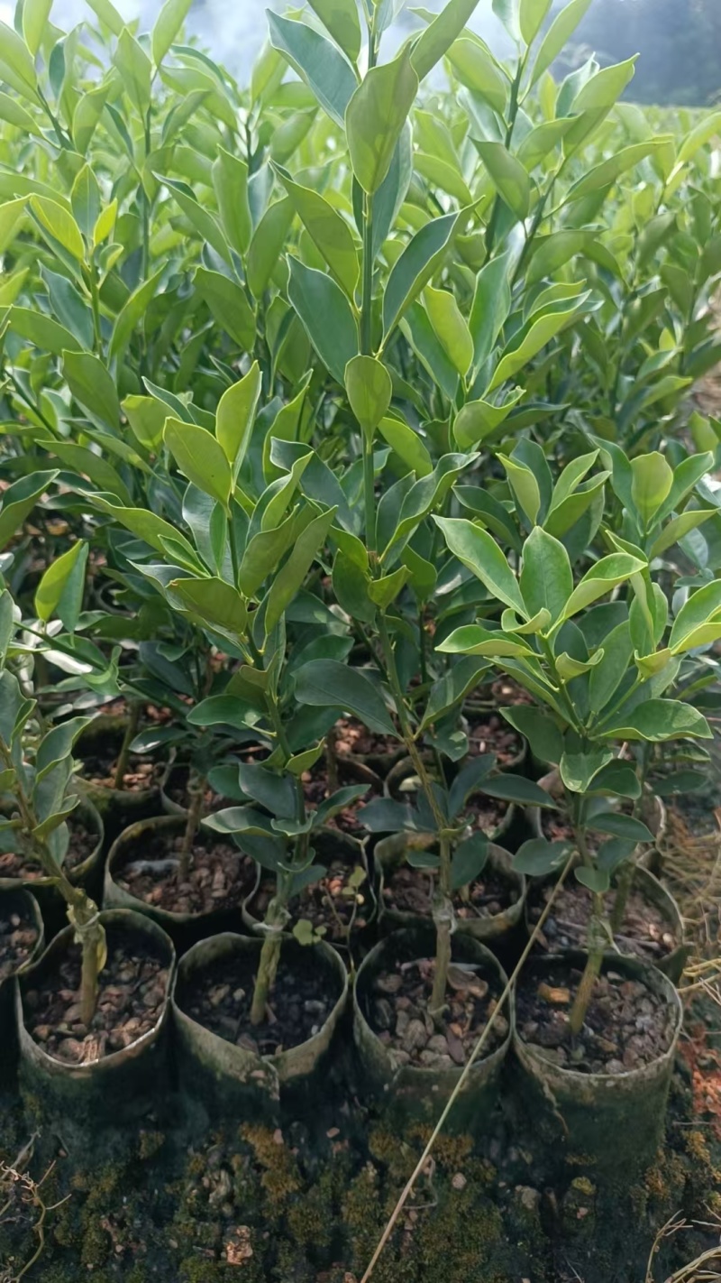 脆蜜金桔苗