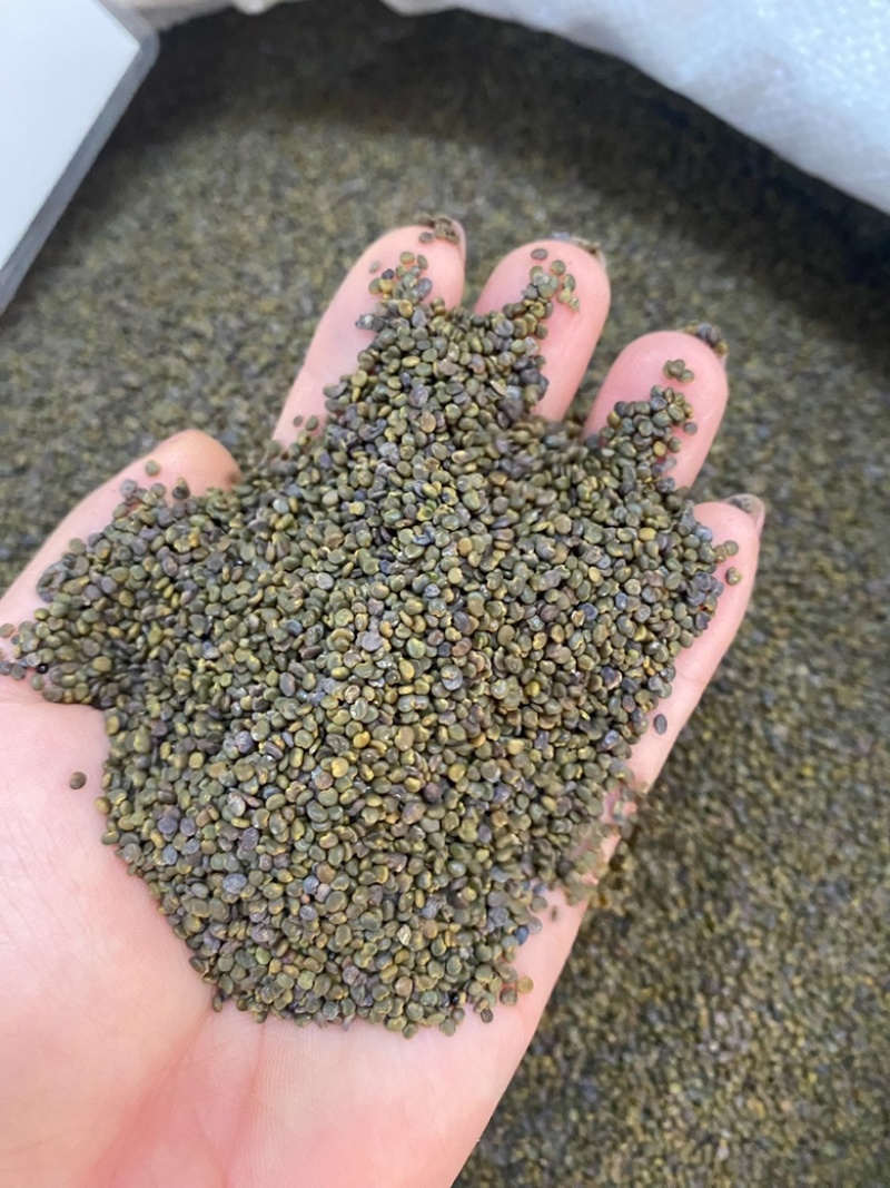 沙苑子正宗头茬沙苑子水洗优质无硫药用中药材