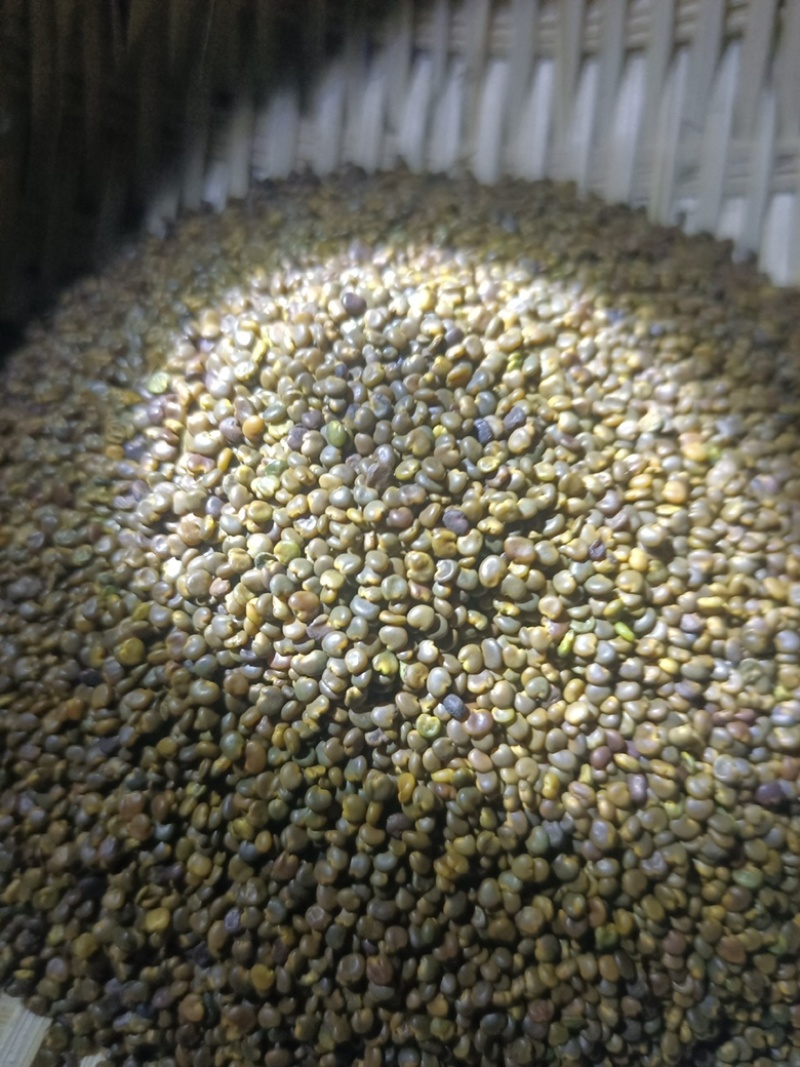 沙苑子正宗头茬沙苑子水洗优质无硫药用中药材