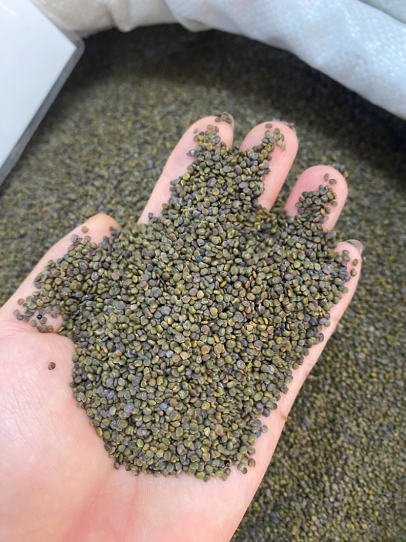 沙苑子正宗头茬沙苑子水洗优质无硫药用中药材