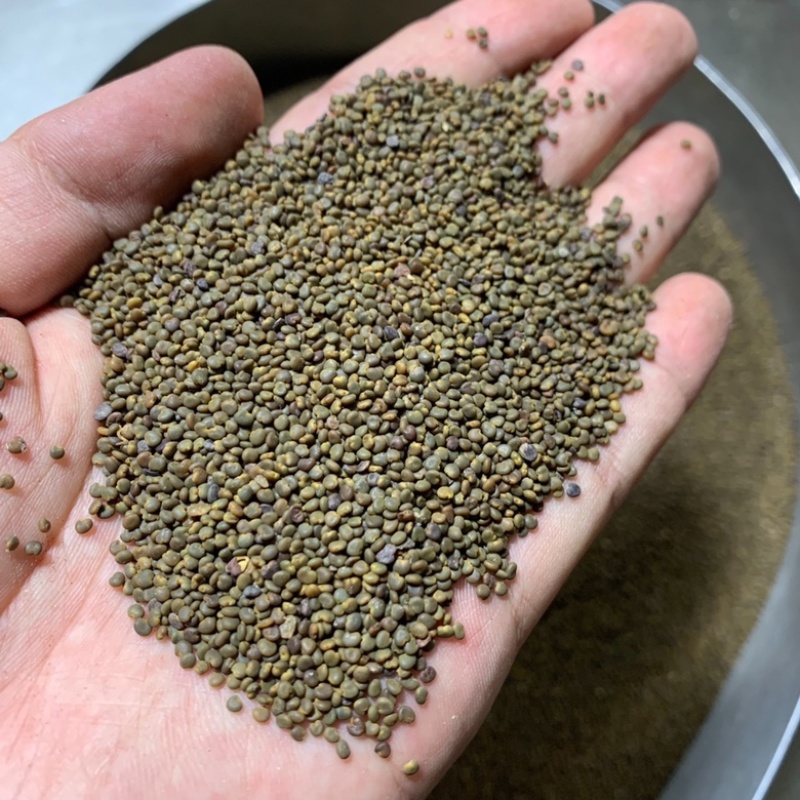 沙苑子正宗头茬沙苑子水洗优质无硫药用中药材