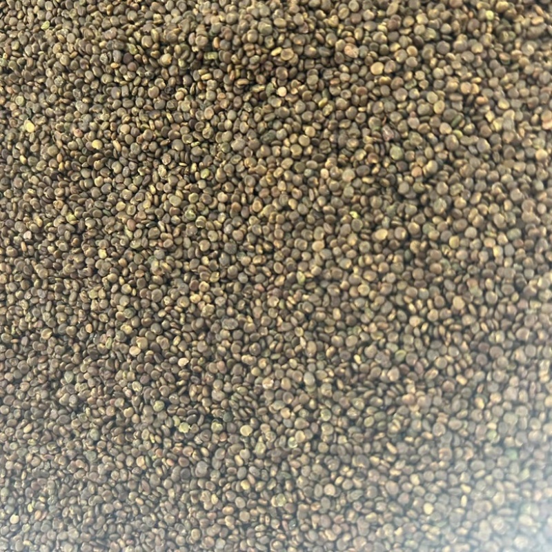 沙苑子正宗头茬沙苑子水洗优质无硫药用中药材
