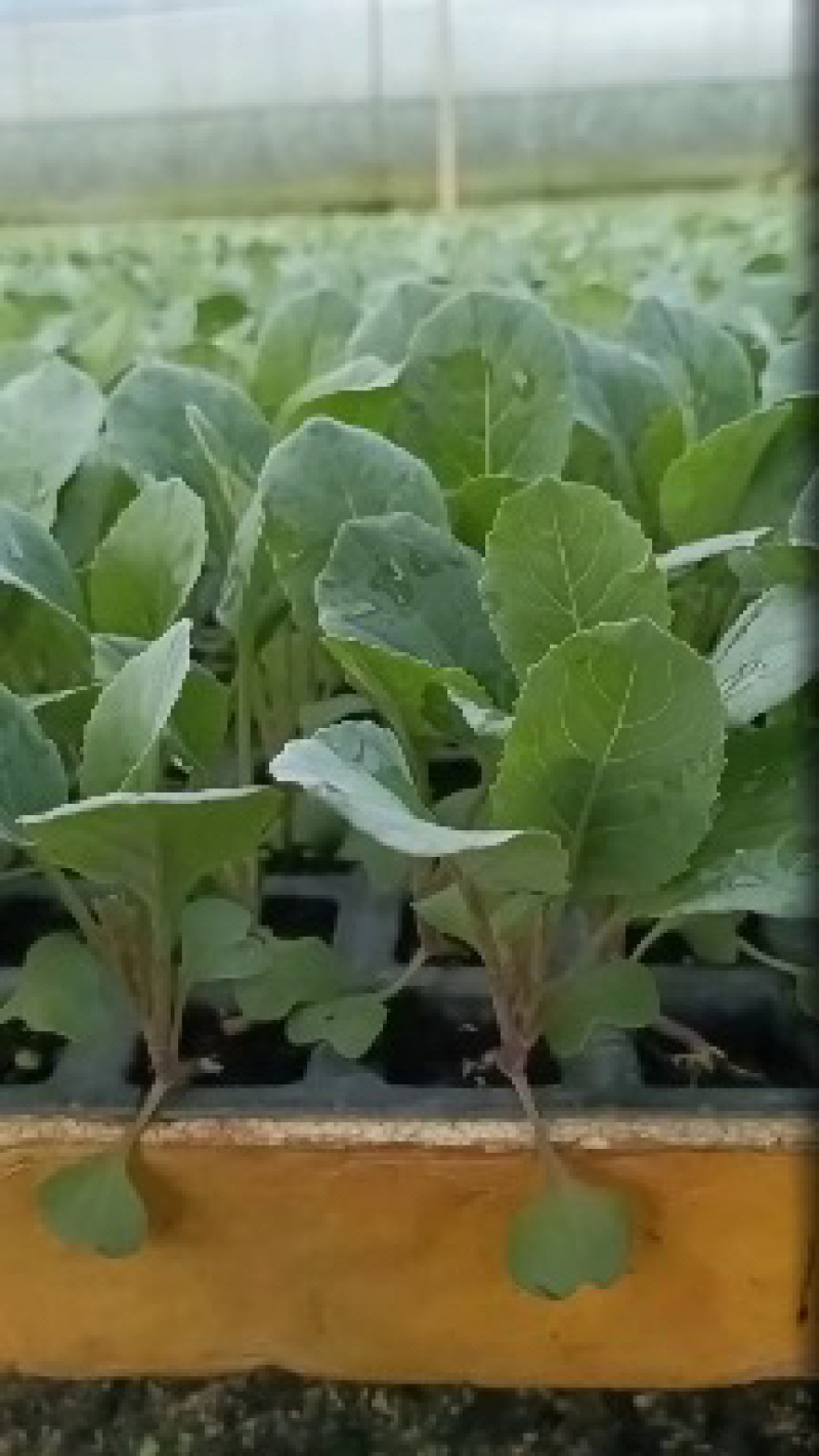 金刚花菜苗