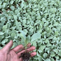 金刚花菜苗